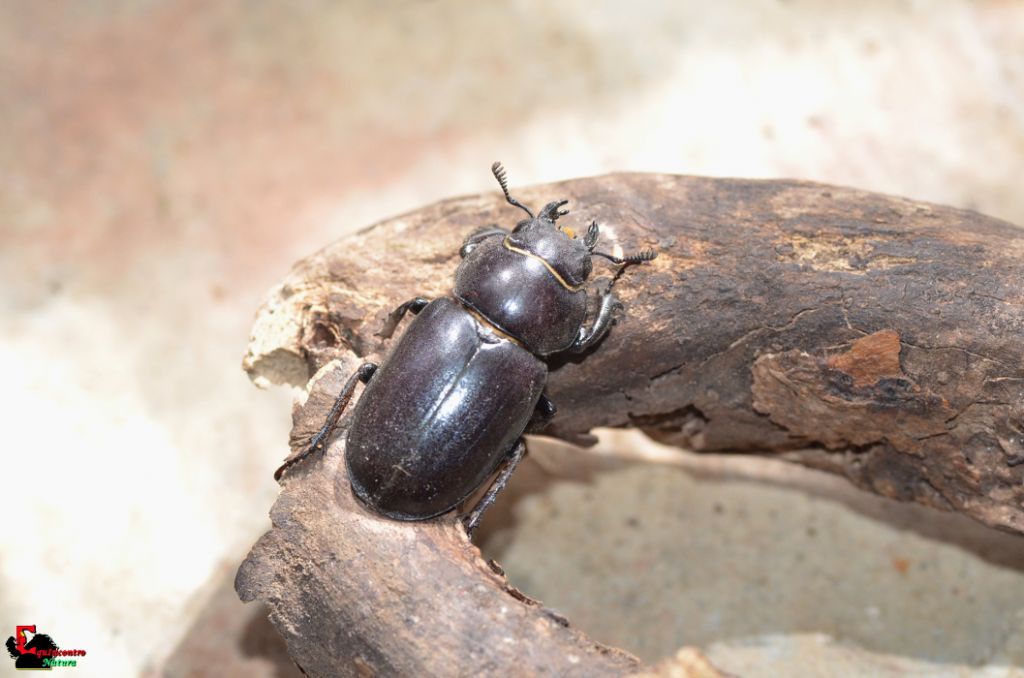Lucanus tetraodon, femmina, Lucanidae